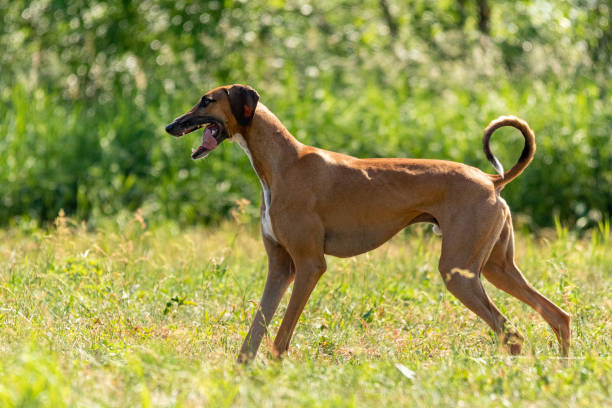 an azawakh standing in a field