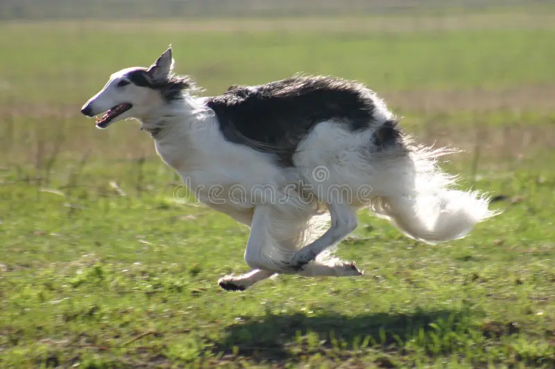 a borzoi mid-run