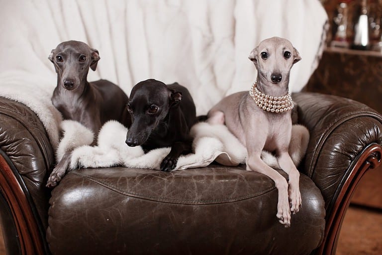 Three Italian Greyhounds sitting in a leather chair