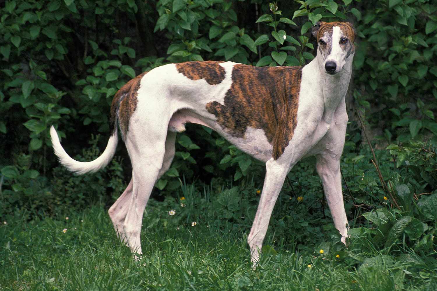 a greyhound standing in front of leaves
