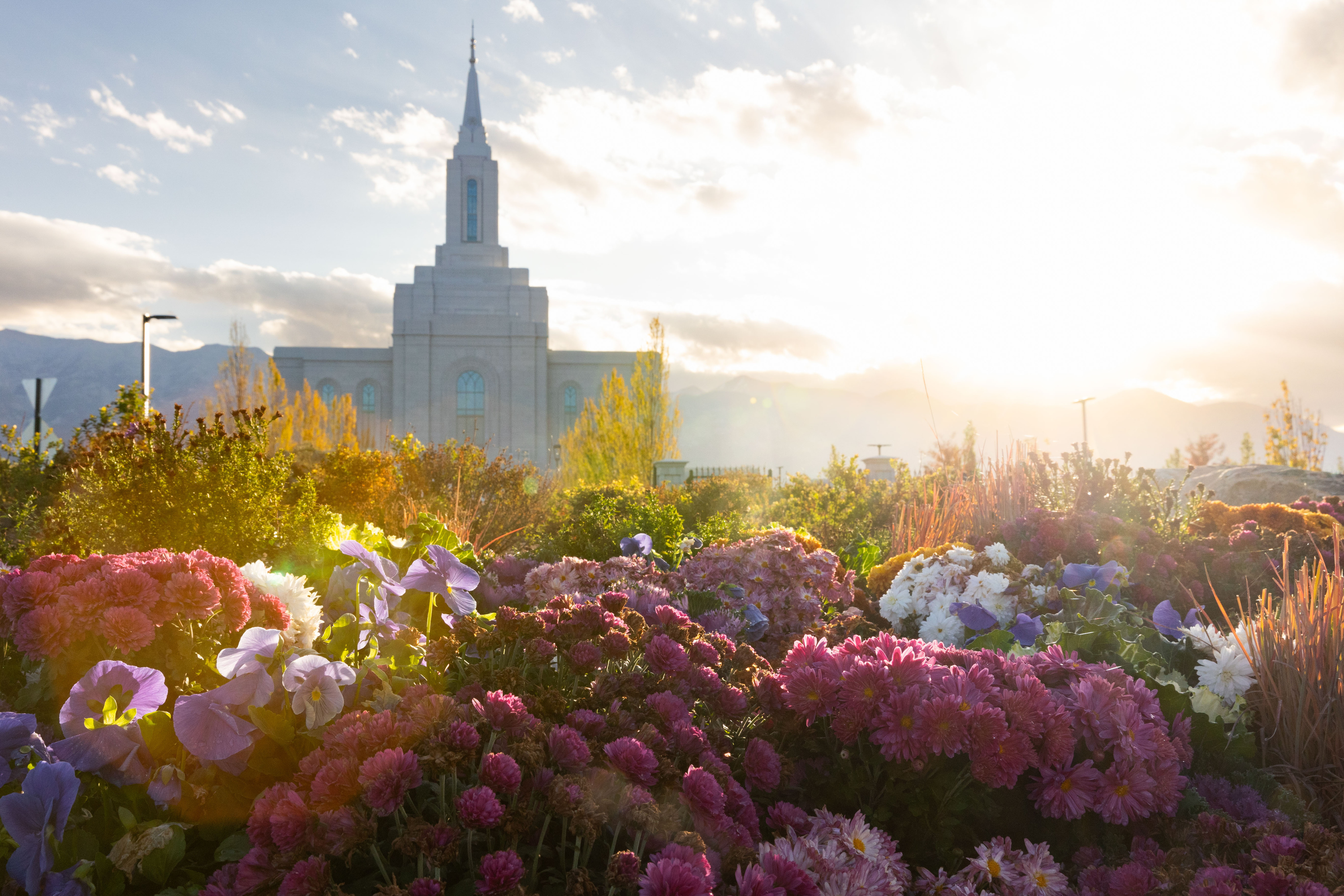 A garden of pink and purple flowers with an LDS temple in the background