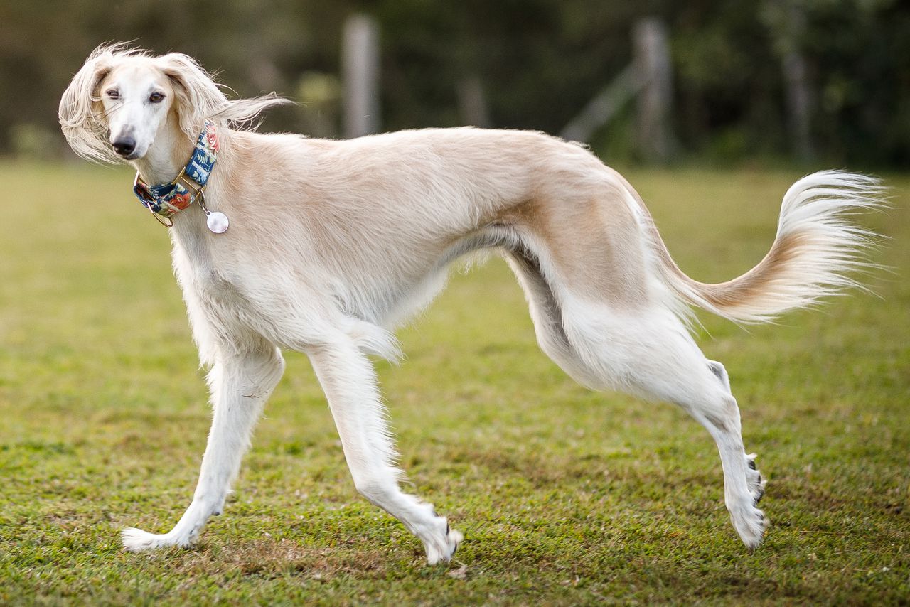 a lightly prancing saluki