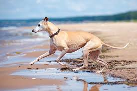a whippet running on the beach