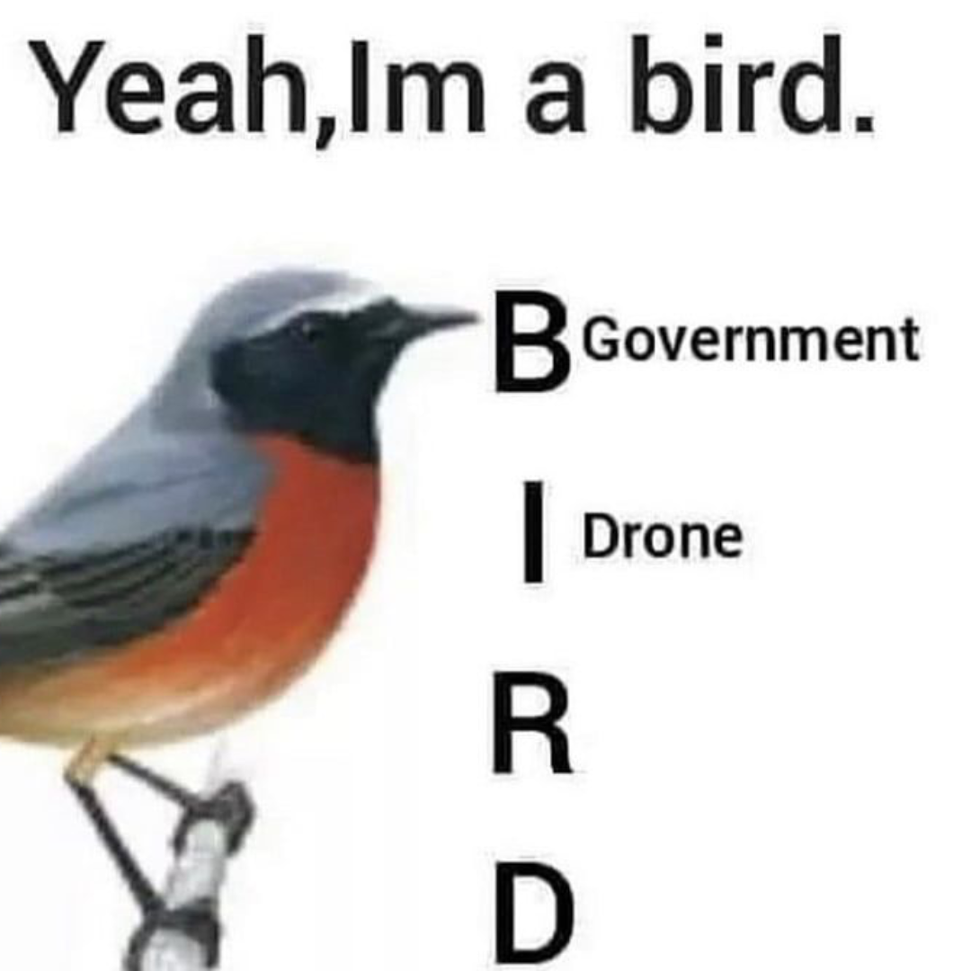 a cartoon image of a robin with the caption 'Yeah,Im a bird. B.-government I.-drone R. D.'