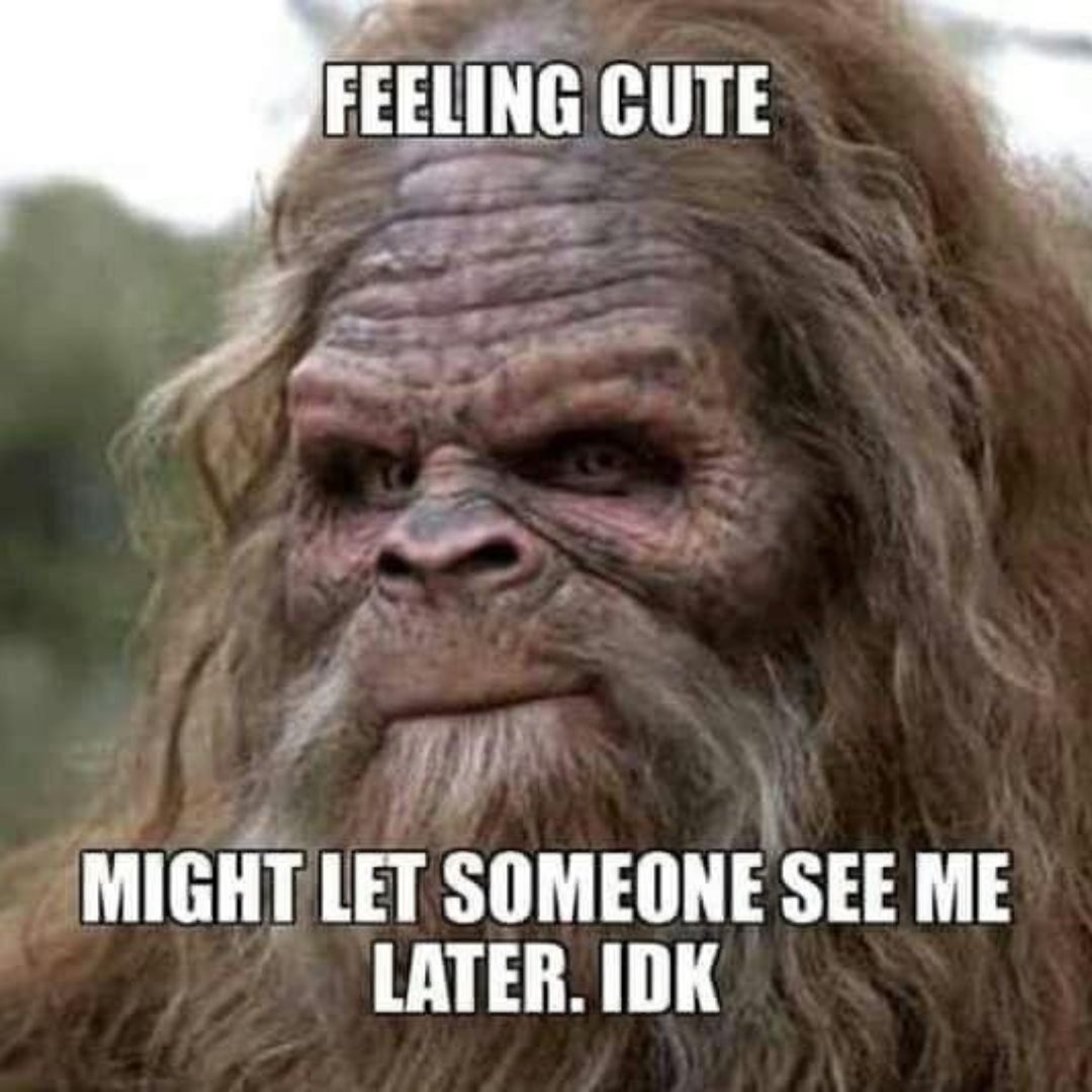 a picture of bigfoot, grinning at the camera with the caption: 'Feeling cute. Might let someone see me later, idk.'