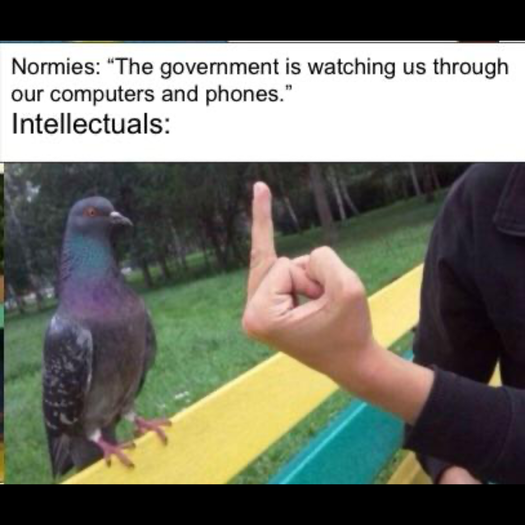 a script-style caption that reads: 'Normies: The government is watching us through our computers and phones. Intellectuals:' followed by an image of someone flipping off a pigeon sitting on a fence.