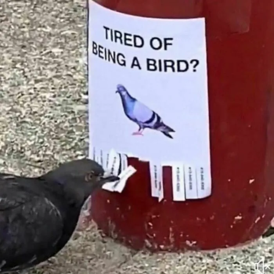 a bird pulling off a phone number strip at the bottom of a flyer that reads: 'tired of being a bird?'