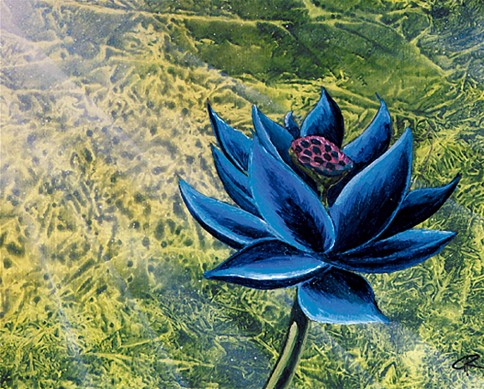 A picture of a lone flower in a sea of grass. This is a photo of Black Lotus.