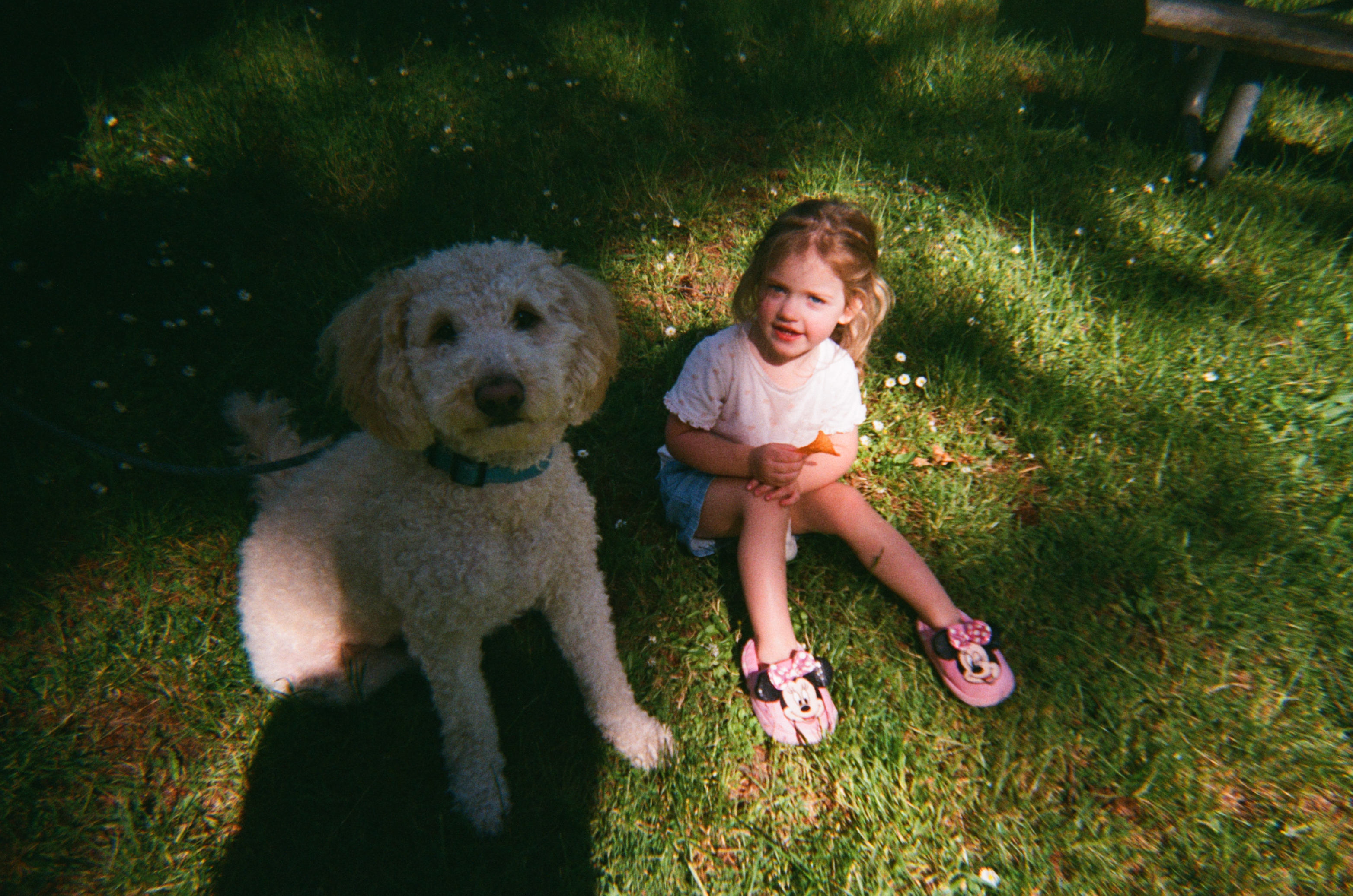 Toddler with a white poodle