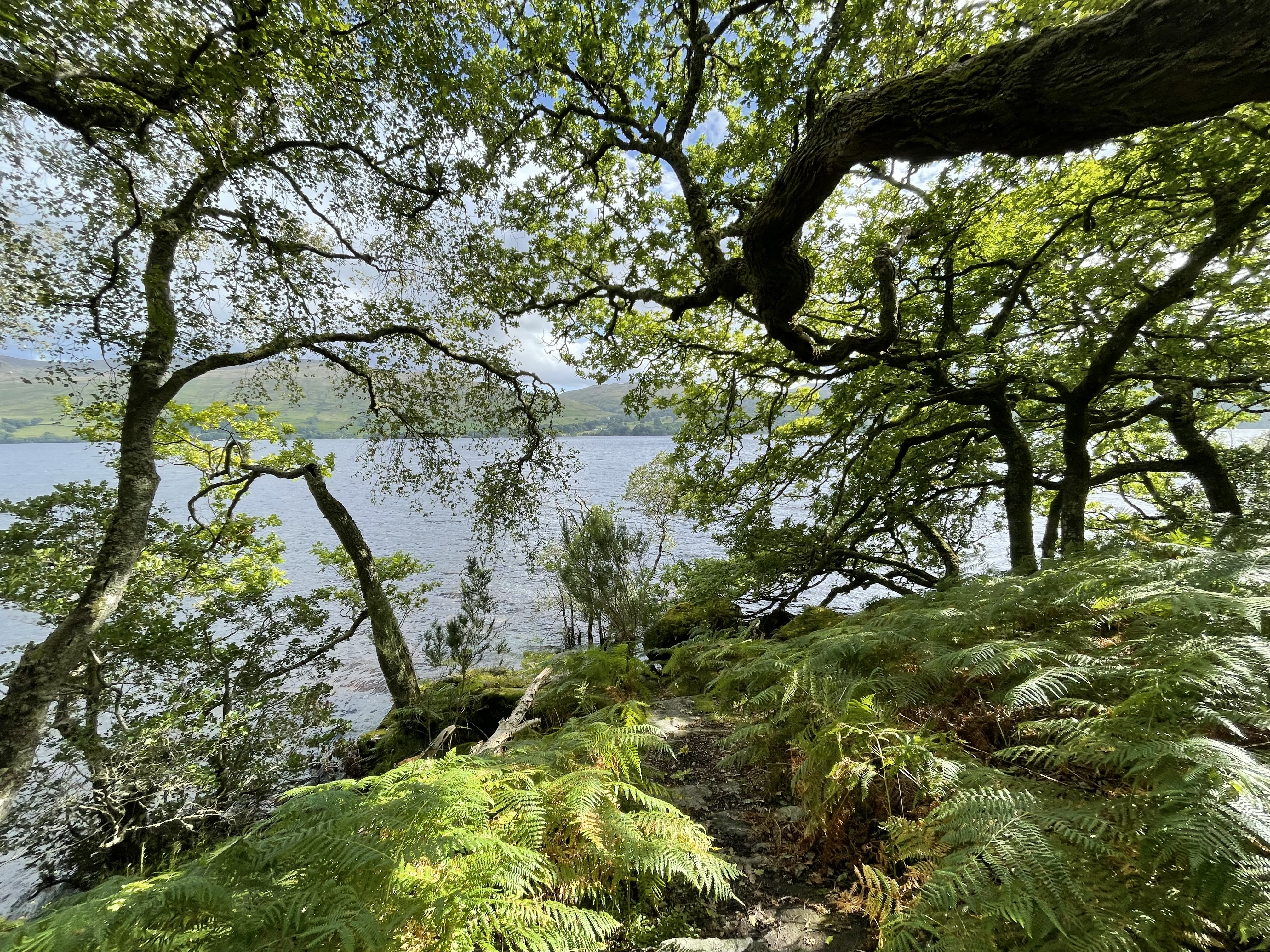 vivid green tree coverage over a silver lake
