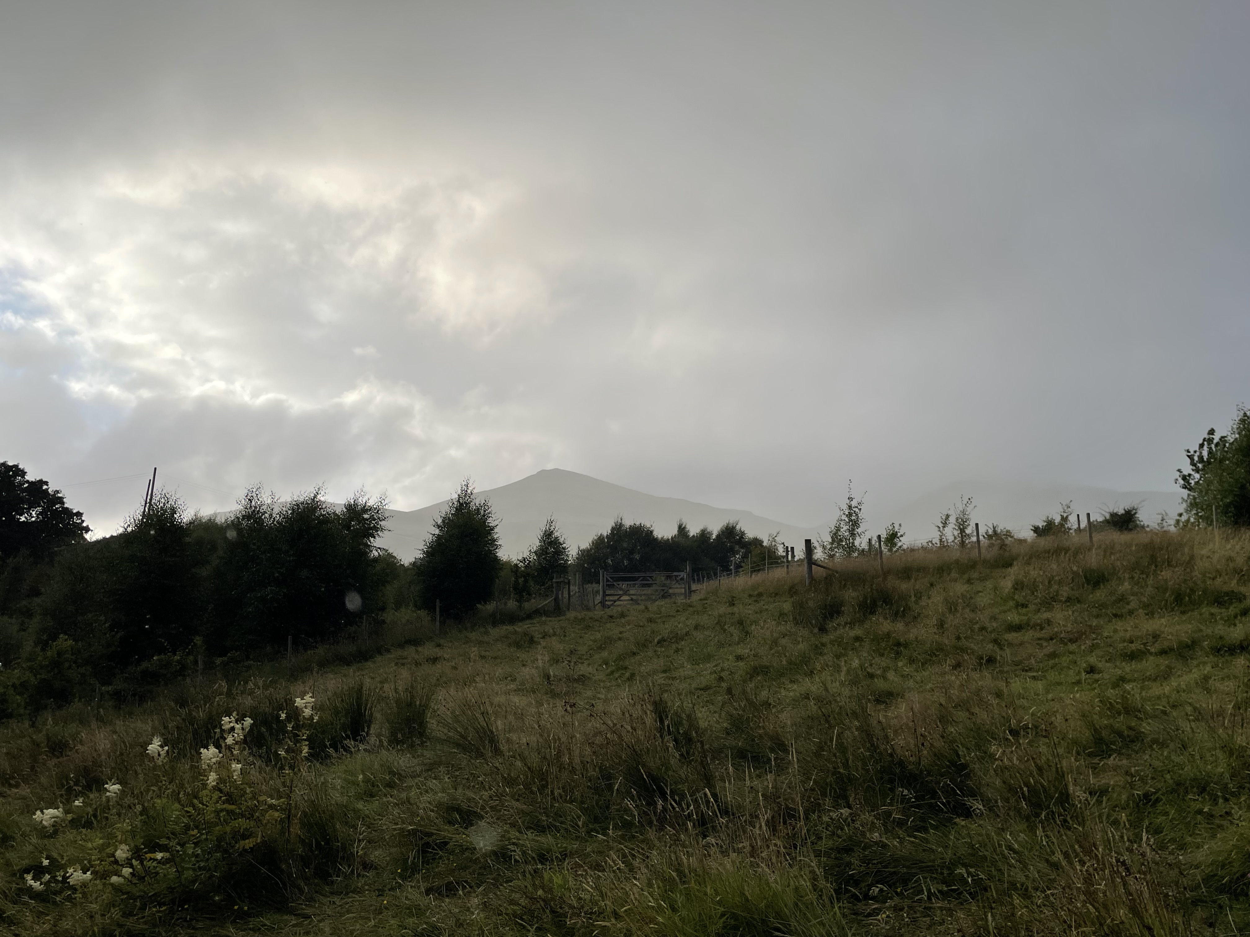 a lush, green hillside speckled with white flowers below a moody, gray sky