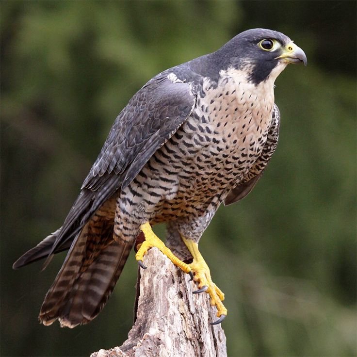 up-close side view of peregrine falcon, a bird of prey with gray feathers on its back and white feather underneath that have black spots, falcon is perched on a tree stump as it stares with solid black eyes