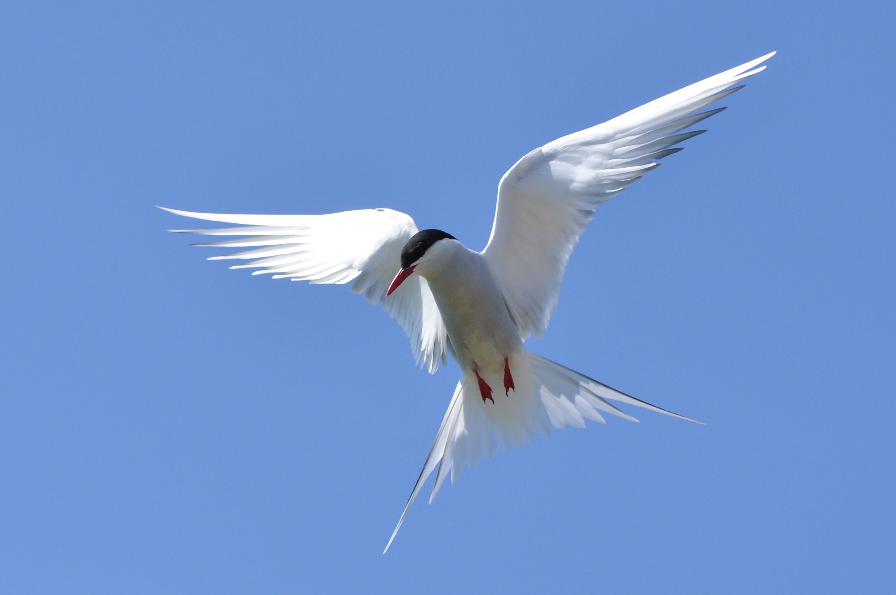 photo of a white bird with a black cap of feathers and a pointed, orange beak; flying against a blue sky, with tail feathers that splay out to the sides