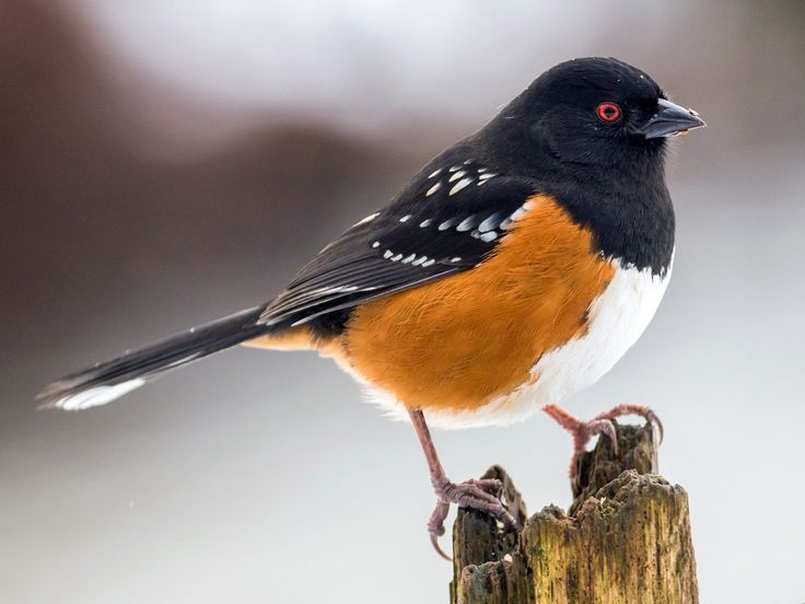 side-view photo of small, round bird with a white belly, orange on its sides, and black feathers speckled with white on its back, bird is perched on a tree stump as it stares with bright reddish-orange eyes